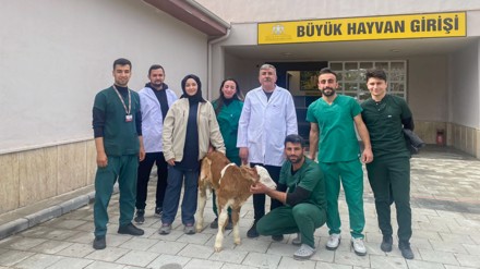 Sindirim sistemi problemi yaşayan buzağı, Selçuk Üniversitesi Hayvan Hastanesinde hayata tutundu